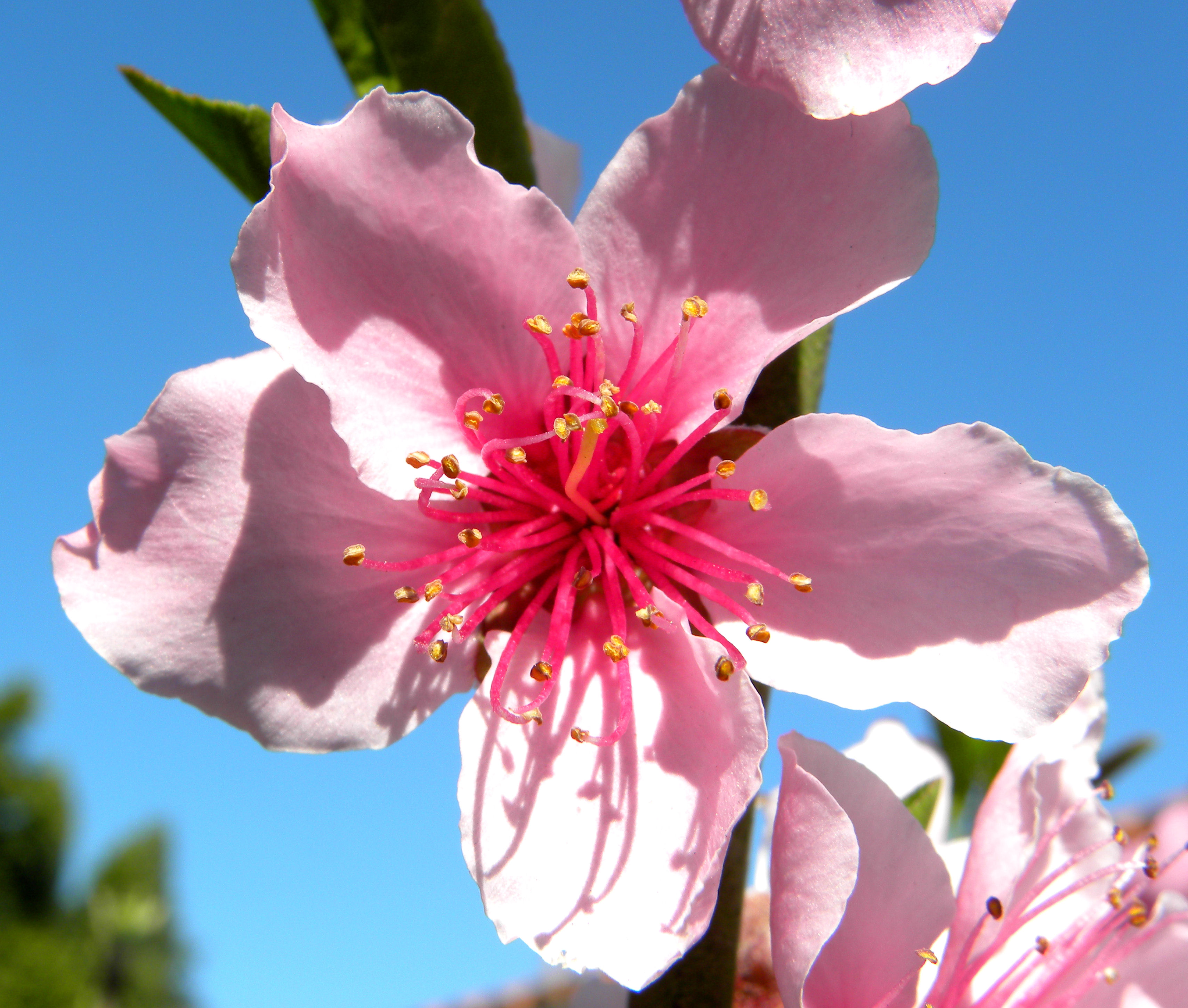 nectarine blossom