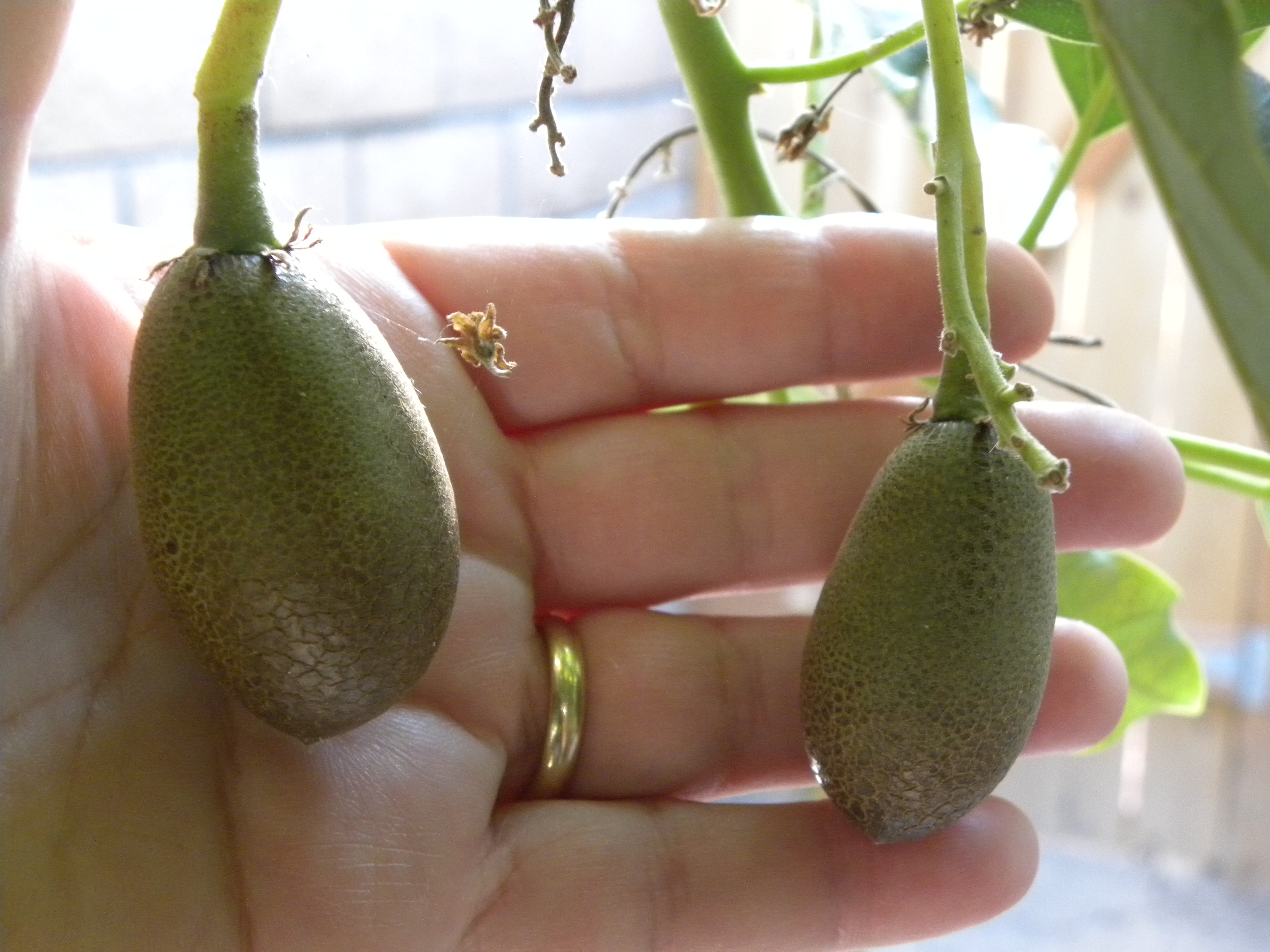 Какое вырастает авокадо. Авокадо плодоносит. Вырастить авокадо. Сеянец авокадо. Завязь авокадо.