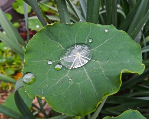 Another nasturtium leaf with water.
