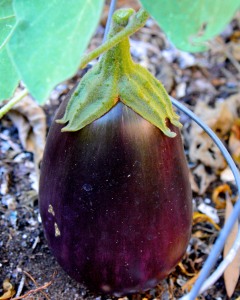 Summer lingers. I still have eggplants in the garden.