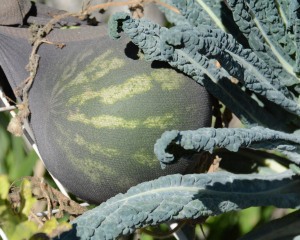 Holy cow, there is still a watermelon in my garden. I'd better eat it pretty darn quick.