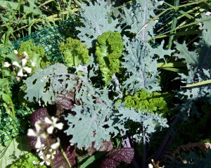 Here are some kale and mustard plants that are going into a stir fry soon.