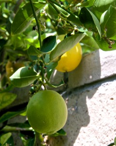The Meyer lemon has several lemons left from last year, and is busy setting new fruit.