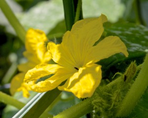 The cucumber plants are positively loaded with BIG male blossoms, prettiest I've ever seen.